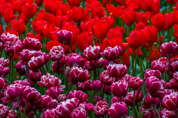 Flowers red tulips flowering on background of flowers yellow tulips in tulips field