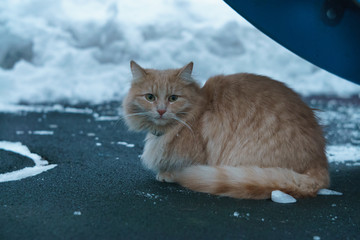Fototapeta premium Portrait of the red cat at winter time in the city street 