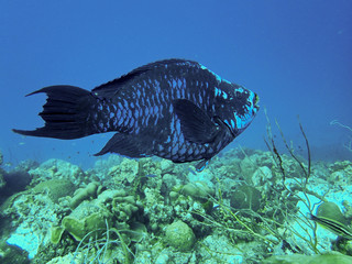Midnight Parrotfish on a Tropical Reef