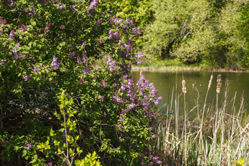 Lilac on the pond shore. Beautiful landscape with lake, wild nature, blossom trees for posters, prints, covers, design.