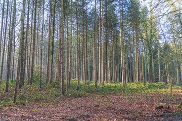 Obraz premium Nature