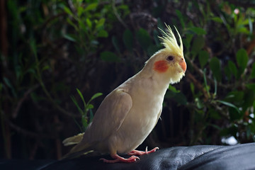 Cockatiel (Nymphicus hollandicus)