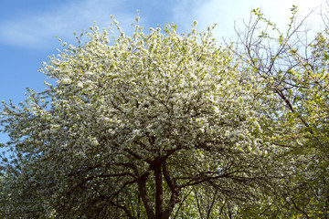 Spring blossom of apple tree with white flowers. Close-up flowers of apple tree in light of cloudy day