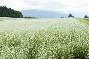 Flower garden near full bloom