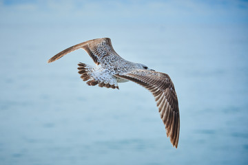 Gulls under the sea
