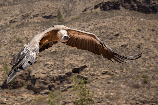 Avvoltoio in Volo - Palmitos Park - Gran Canaria