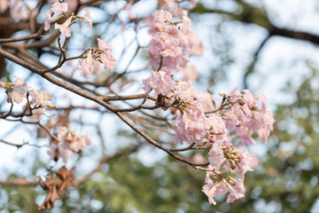 Obraz premium close up of Pink trumpet tree 