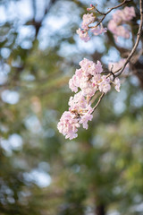 close up of Pink trumpet tree "Chompoo Pantip" in winter, Thailand.