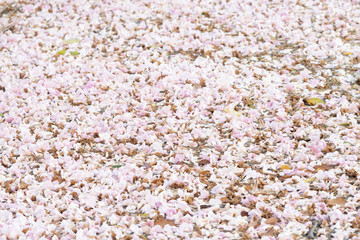 full of Pink trumpet flower 