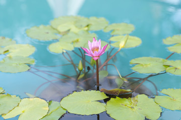 pink lotus flower in the blue pool.