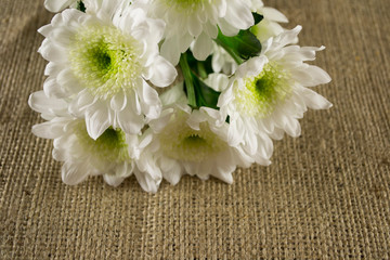 Fototapeta na wymiar white chrysanthemums on burlap
