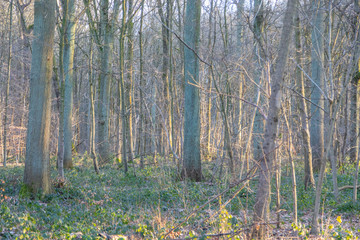 Obraz premium Nature