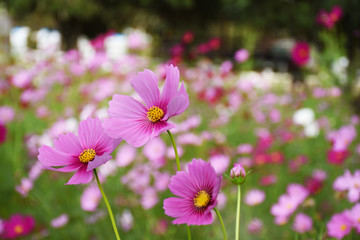 pink flowers in the garden01