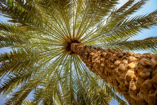 Palm trees canopy in Al Ain oasis, United Arab Emirates