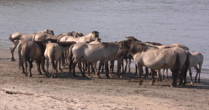 Herd of Konik horses seek coolness on the sandy river beach in the hot summer of 2018. Low water level in the river Rhine as a result of the drought. THE NETHERLANDS, SUMMER 2018.