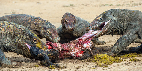 The dragons tore prey. The Komodo dragon, Scientific name: Varanus komodoensis, is the biggest...