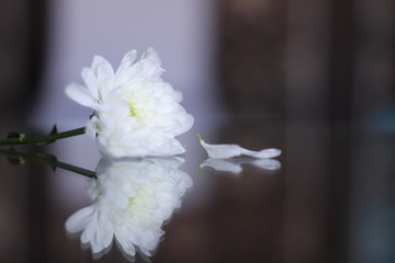White chrysanthemum flowers on the table with beautiful background and illumination