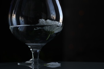 White chrysanthemum flowers on the table with beautiful background and illumination