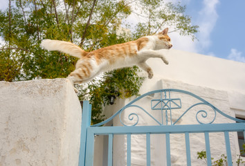 Cat jumping over a garden gate in a Greek village, Aegean island, Cyclades, Greece