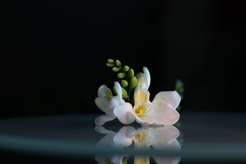 White freesia flowers on the table with a beautiful background for the holiday