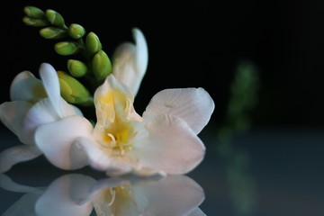 Fototapeta na wymiar White freesia flowers on the table with a beautiful background for the holiday