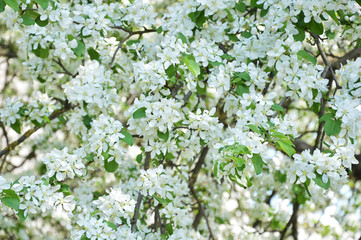 white flowers of apple tree in spring