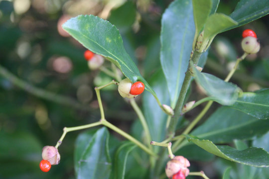Euonymus japonica  bush in bloom with little orange fruit. Evergreen plant in the garden
