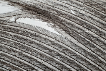 Photomicrograph of the bird feather