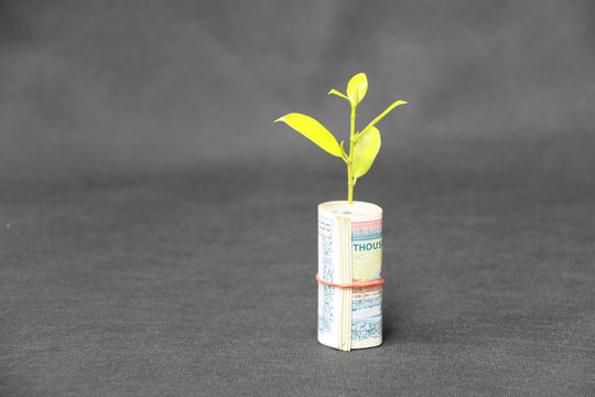Rolled banknote money ten thousand Myanmar Kyats and young plant grow up with dark grey floor and background.