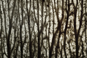 Fototapeta premium Dry leaf. Photomicrograph. Abstract background for design, banner and layout