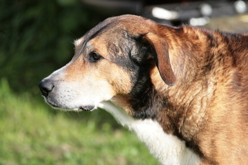 Portrait eines kurzhaarigen dreifarbigen Hundes