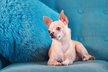 Portrait of smooth-haired beige Chihuahua against the beautiful bokeh. Chihuahua Girl looks nice. Little dog sitting on a turquoise couch