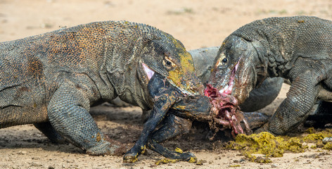 The dragons tore prey. The Komodo dragon, Scientific name: Varanus komodoensis, is the biggest living lizard in the world. Natural Habitat. On island Rinca. Indonesia.