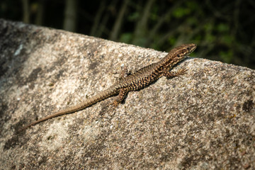 Lézard sur une pierre au soleil