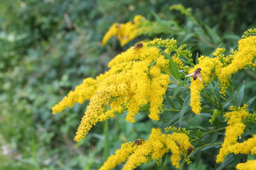 Bush with beautiful yellow flowers in the garden