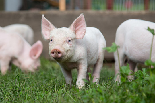 a little pig grazes on the farm with other piglets