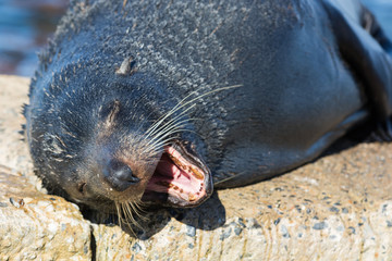 Close up portrait New Zealand Fur Seal, Arctocephalus forsteri, long-nosed fur seal sleeping in the sun on the stone. Australasian fur seal, South Australian fur seal