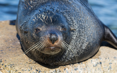 Close up portrait New Zealand Fur Seal, Arctocephalus forsteri, long-nosed fur seal sleeping in the sun on the stone. Australasian fur seal, South Australian fur seal