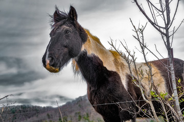 American Painted Horse