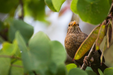 Close up of a female common european blackbird, Turdus merula, watching the sorroundings of her nest in an spring aftoernoon. This bird can be easily seen around parks and gardens.