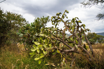 Paysage Mexique