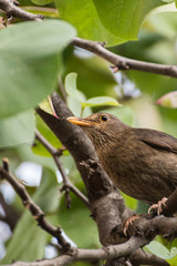 Close up of a female common european blackbird, Turdus merula, watching the sorroundings of her nest in an spring aftoernoon. This bird can be easily seen around parks and gardens.