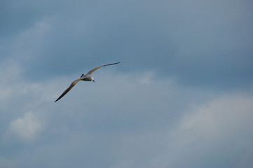 sea gull flying