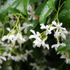 White climber star Jasmin in bloom covered by rain drops. Trachelospermum jasminoides 