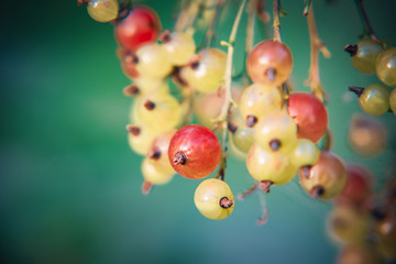 Red currant grows on a bush in the garden. Ripe red currant close-up as background. Harvest ripe berries of red currants. A bunch of red currants on a branch. Nature concept. Toned photo.