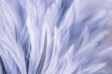 Bird and chicken feathers in soft and blur style for the background