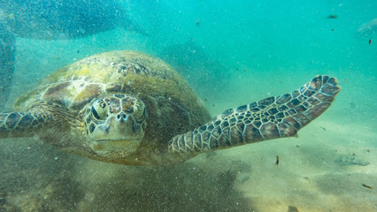 Sea turtel. hikkaduwa, Sri Lanka.
