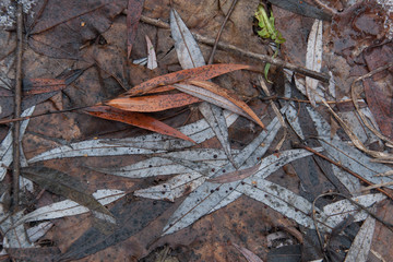 Wet fallen leaves. For design, banner and layout
