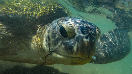 Sea turtel. hikkaduwa, Sri Lanka.