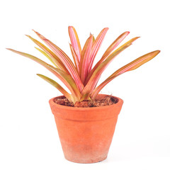 colorful of bromeliad in clay pot white background.
